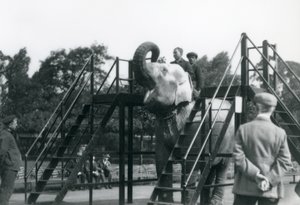 Syed Ali training Indiarani, while other staff and keepers look on, London Zoo, June 1922 by Frederick William Bond